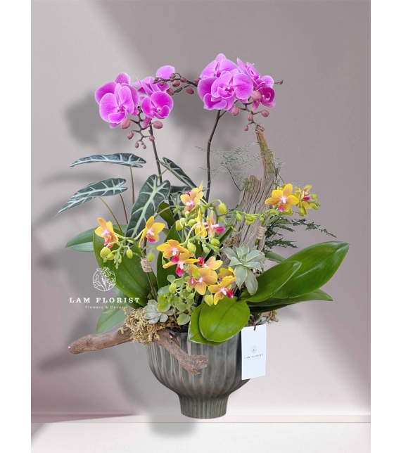 Chậu Lan Hồ Điệp Song Sắc – Thanh Tao & Rực Rỡ 