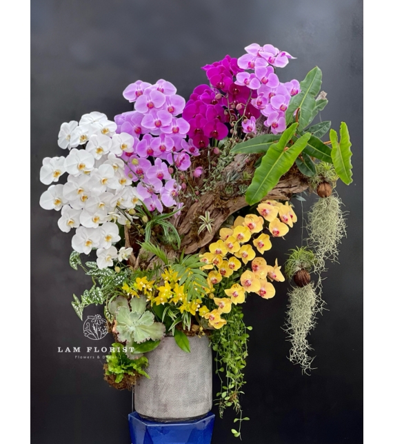 Sắc Ngọc Thiên Nhiên – The Orchid Symphony