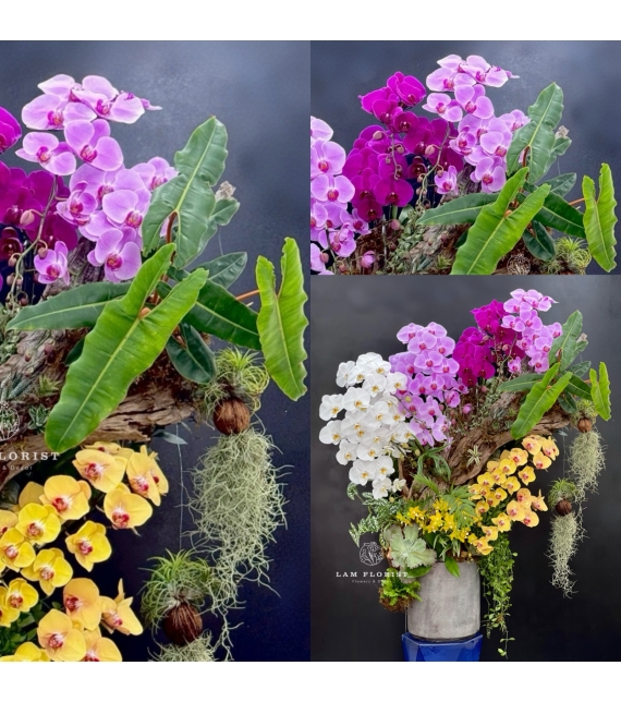 Sắc Ngọc Thiên Nhiên – The Orchid Symphony