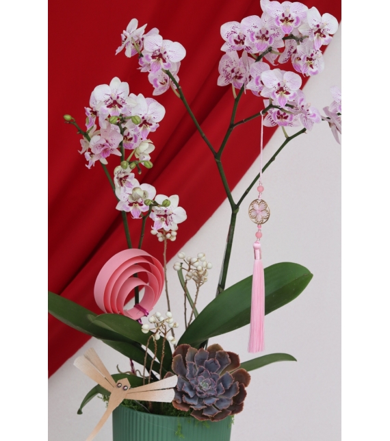 Lan Ngọc Xuân Mini 