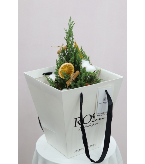 Chậu Sơn Tùng mini- Mini Cozy Tree