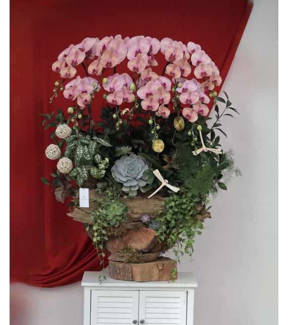 🌸 LAN LŨA HỒNG VÂN – VẺ ĐẸP CỦA SỰ AN YÊN & THỊNH VƯỢNG 🌸