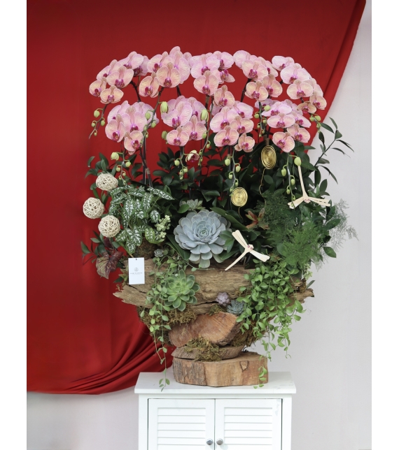 🌸 LAN LŨA HỒNG VÂN – VẺ ĐẸP CỦA SỰ AN YÊN & THỊNH VƯỢNG 🌸