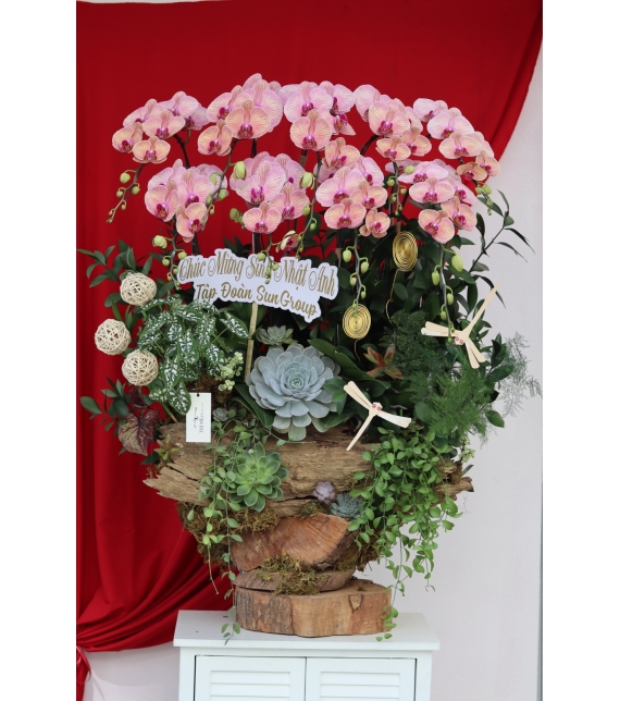 🌸 LAN LŨA HỒNG VÂN – VẺ ĐẸP CỦA SỰ AN YÊN & THỊNH VƯỢNG 🌸