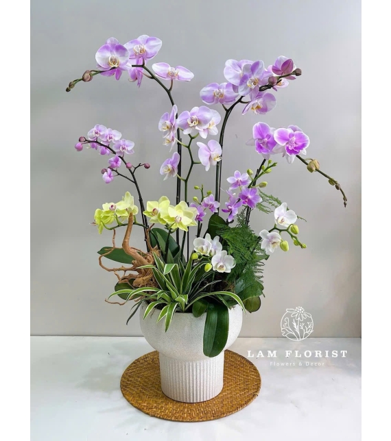 Chậu Lan Hồ Điệp mix 8 cành
