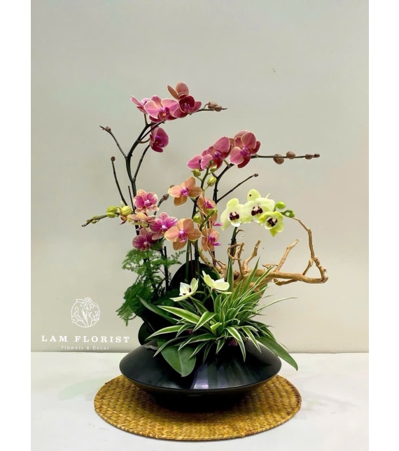 Chậu Lan Hồ Điệp Mini 5 Cành Mix