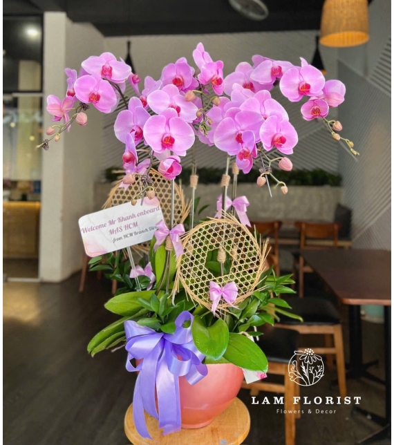 Chậu Lan Hồ Điệp Tím Nhạt 5 Cành 