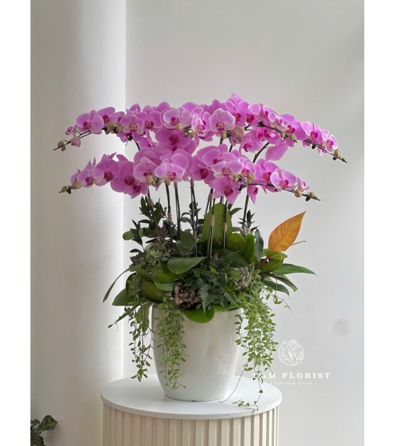 Chậu Lan Hồ Điệp Hồng - Chậu Sứ Trắng Bầu