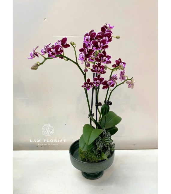 Chậu Lan Hồ Điệp Tím Mini – Vẻ Đẹp Huyền Bí & Sang Trọng