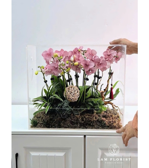 Hộp Mica Lan Hồ Điệp Hồng Pastel – Thanh Lịch & Tinh Tế