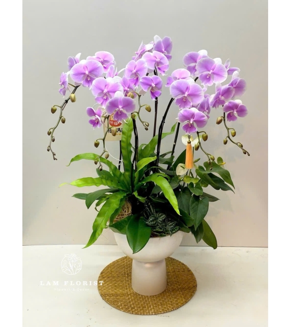 Chậu Lan Hồ Điệp Tím Nhạt 5 Cành – Thanh Lịch & Sang Trọng