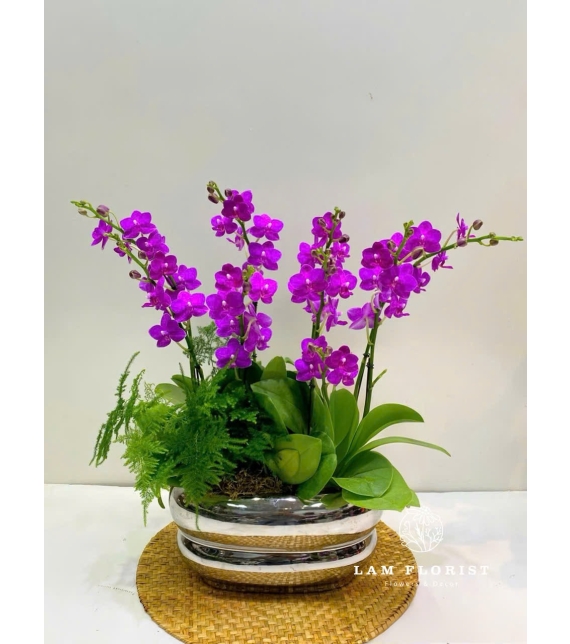 Chậu Lan Hồ Điệp Mini 7 Cành Tím  Sang Trọng 