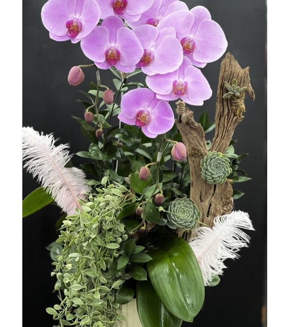 Hương Sắc Thanh Xuân - Chậu hồ điệp 2 cành