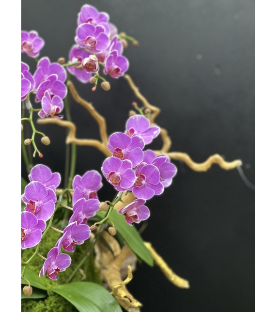 “Sắc Ngọc Thịnh Vượng – Lan Hồ Điệp Tím Rực Rỡ” 💜