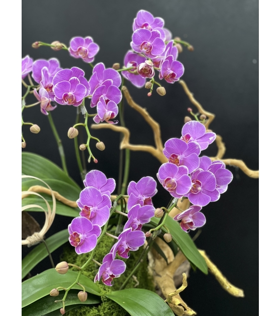 “Sắc Ngọc Thịnh Vượng – Lan Hồ Điệp Tím Rực Rỡ” 💜