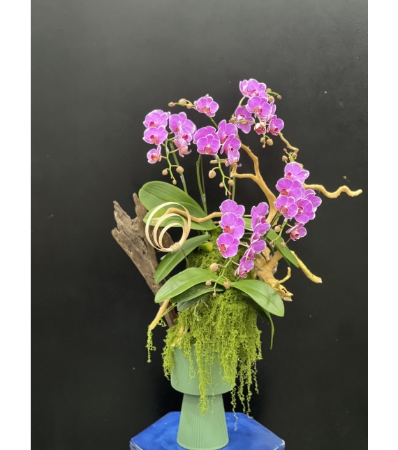 “Sắc Ngọc Thịnh Vượng – Lan Hồ Điệp Tím Rực Rỡ” 💜