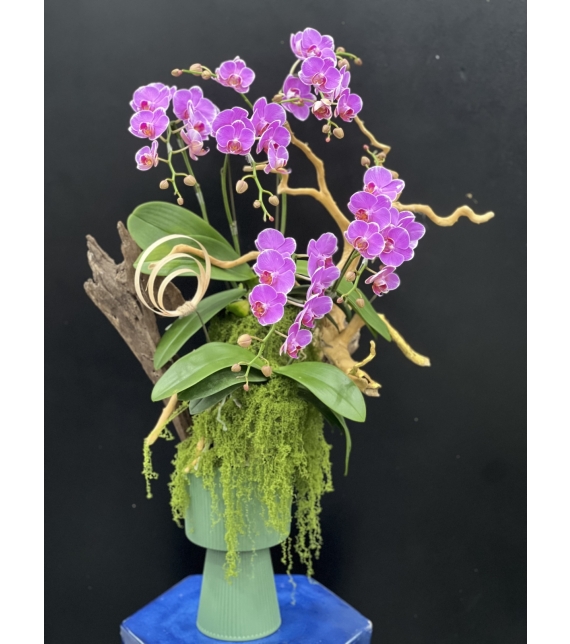 “Sắc Ngọc Thịnh Vượng – Lan Hồ Điệp Tím Rực Rỡ” 💜