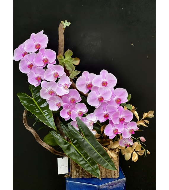  “Tựa Nắng Bình Minh – Lan Hồ Điệp Hồng Pastel” 🌸