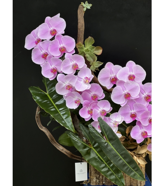  “Tựa Nắng Bình Minh – Lan Hồ Điệp Hồng Pastel” 🌸