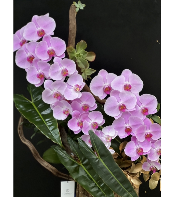  “Tựa Nắng Bình Minh – Lan Hồ Điệp Hồng Pastel” 🌸