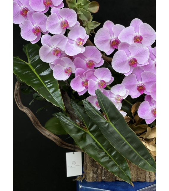  “Tựa Nắng Bình Minh – Lan Hồ Điệp Hồng Pastel” 🌸