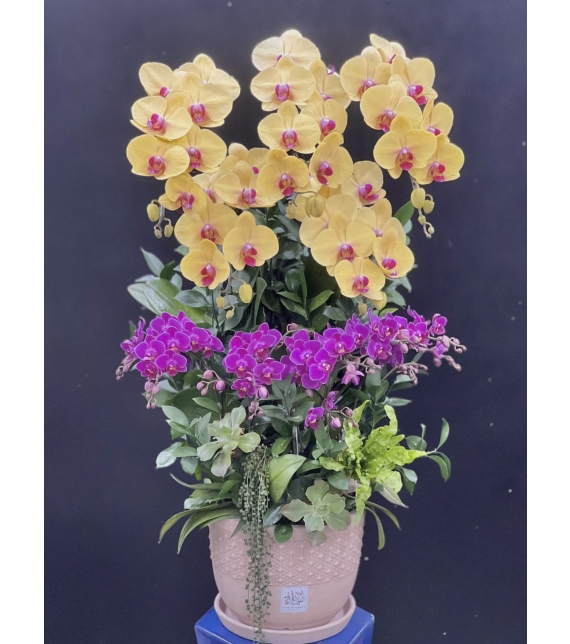 Phúc Lộc Vượng Niên