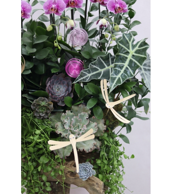 “Lan Vũ Thành Công” 