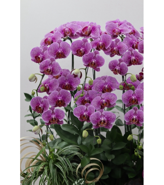 “Lan Vũ Thành Công” 