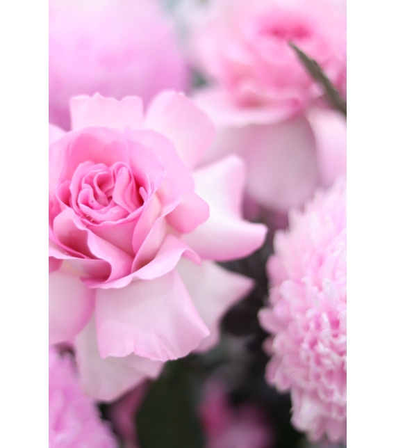 Blush Peony Elegance – Vẻ Đẹp Mẫu Đơn Phấn Hồng