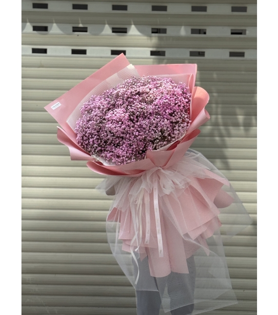 “Baby Hồng Mây – Vẻ Đẹp Mong Manh Như Áng Sớm