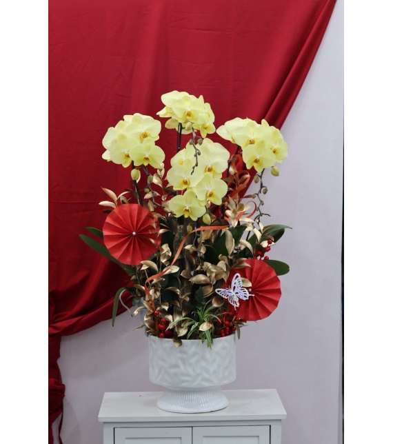 🌼 LAN HỒ ĐIỆP LŨA GỖ – KHỞI ĐẦU MAY MẮN, TÀI LỘC BỀN LÂU 🌼