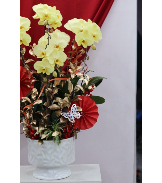 🌼 LAN HỒ ĐIỆP LŨA GỖ – KHỞI ĐẦU MAY MẮN, TÀI LỘC BỀN LÂU 🌼