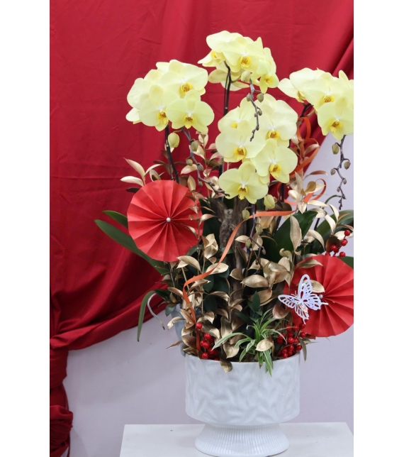 🌼 LAN HỒ ĐIỆP LŨA GỖ – KHỞI ĐẦU MAY MẮN, TÀI LỘC BỀN LÂU 🌼