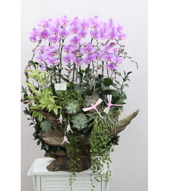 Orchid Symphony on Driftwood – Giao Hưởng Lan Trên Gỗ Lũa