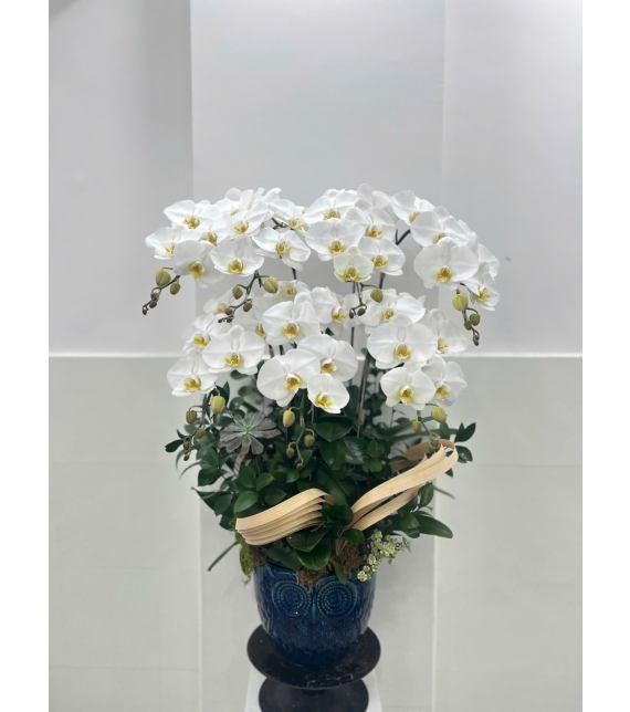 Chậu Hồ điệp trắng 7 cành 