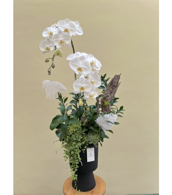 Chậu 2 cành Hồ Điệp trắng Thanh Khiết