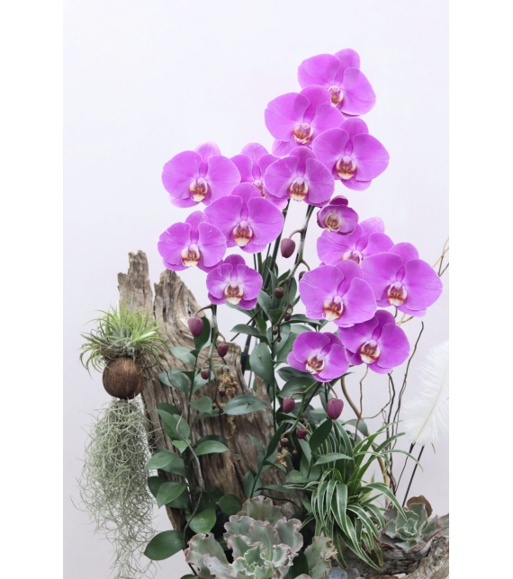 Chậu Lan Lụa Gỗ Nghệ Thuật – Vẻ Đẹp Vĩnh Cửu (Elegant Driftwood Orchid Arrangement)