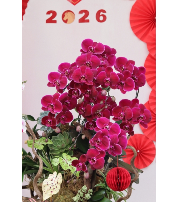 LAN HỒ ĐIỆP ĐỎ PHÚ QUÝ – KHAI XUÂN MAY MẮN, VƯỢNG KHÍ CẢ NĂM