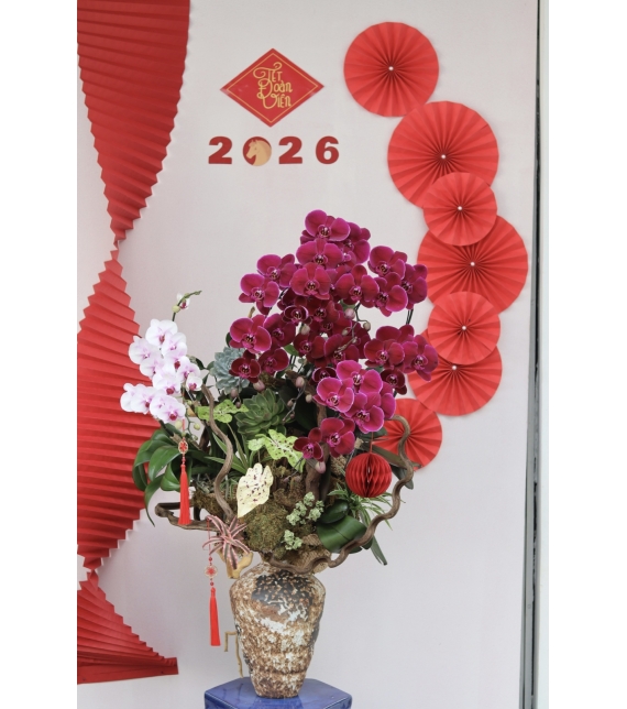 LAN HỒ ĐIỆP ĐỎ PHÚ QUÝ – KHAI XUÂN MAY MẮN, VƯỢNG KHÍ CẢ NĂM