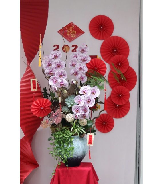 LAN HỒ ĐIỆP TÍM ĐỐM NGỌC – VẺ ĐẸP TINH TẾ, SANG TRỌNG CHO KHÔNG GIAN ĐẦU NĂM