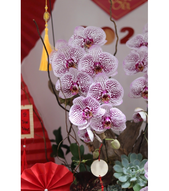 LAN HỒ ĐIỆP TÍM ĐỐM NGỌC – VẺ ĐẸP TINH TẾ, SANG TRỌNG CHO KHÔNG GIAN ĐẦU NĂM