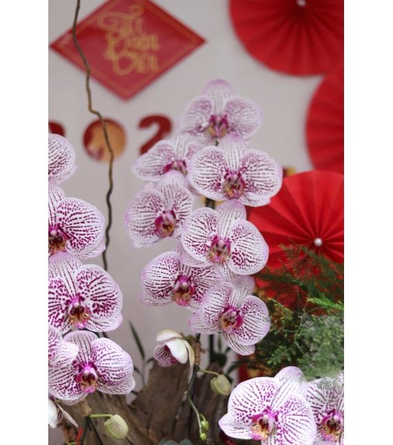 LAN HỒ ĐIỆP TÍM ĐỐM NGỌC – VẺ ĐẸP TINH TẾ, SANG TRỌNG CHO KHÔNG GIAN ĐẦU NĂM