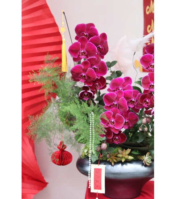 LAN HỒ ĐIỆP ĐỎ PHÚ QUÝ – ĐIỂM NHẤN SANG TRỌNG CHO KHÔNG GIAN NGÀY TẾT